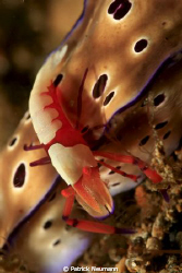 Imperior Shrimp riding the nudi taken @ Mainid, Anilao wi... by Patrick Neumann 